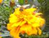 biene022008_small.jpg