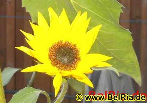 blume02.jpg