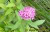 blume0342008_small.jpg