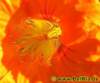 blume03_small.jpg