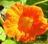 blume047_small.jpg