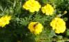 blume06_small.jpg