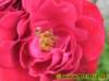 blumen0272008_small.jpg