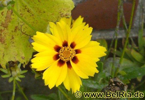 blumen0402008.jpg