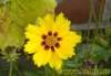 blumen0402008_small.jpg