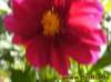 dahlie01_small.jpg