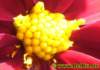 dahlie02_small.jpg