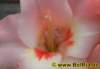 gladiole0012008_small.jpg
