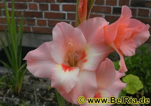 gladiole0022008.jpg