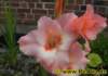 gladiole0022008_small.jpg