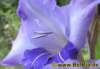 gladiole0052008_small.jpg