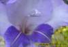 gladiole0062008_small.jpg