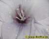 gladiole032008_small.jpg