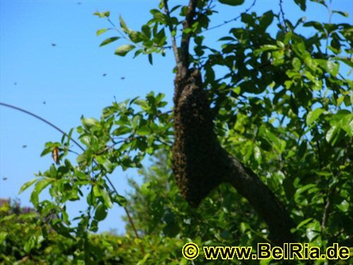 bienen01062010.jpg
