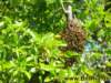 bienen02062010_small.jpg