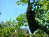 bienen03062010_small.jpg