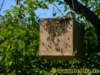 bienen04062010_small.jpg