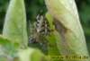 spinne002_small.jpg