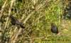 amseln002112008_small.jpg