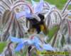 hummel06_small.jpg