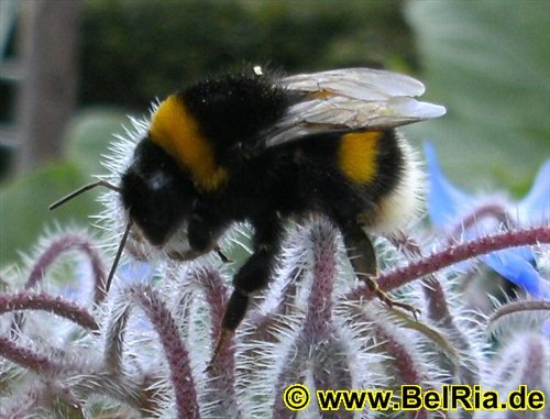 hummel07.jpg