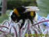 hummel07_small.jpg