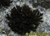 natur0342008_small.jpg