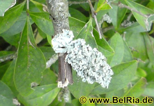 natur0372008.jpg