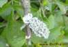 natur0372008_small.jpg