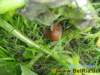 schnecke02_small.jpg