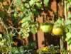 tomaten01_small.jpg