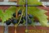 trauben0032008_small.jpg