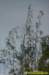 tschatten032008_small.jpg