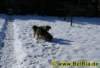 hunde0032009_small.jpg