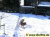 hunde0062009_small.jpg