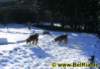 hunde0122009_small.jpg