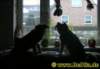 hunde0152009_small.jpg