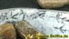 spuren001112008_small.jpg