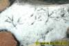 spuren002112008_small.jpg
